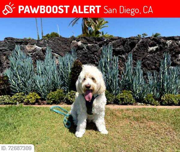 Lost Male Dog last seen Girard and Torrey Pines Road, San Diego, CA 92037