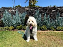 Lost Male Dog last seen Girard and Torrey Pines Road, San Diego, CA 92037