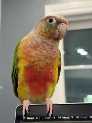 Lost Male Bird last seen Chenault , Hayward, CA 94541