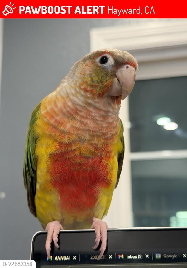 Lost Male Bird last seen Chenault , Hayward, CA 94541