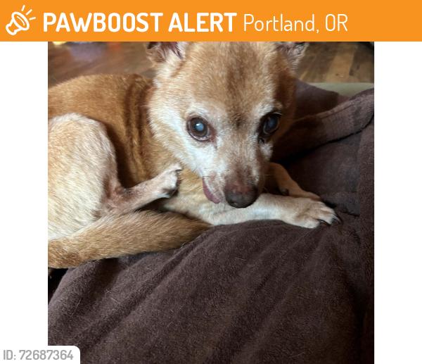 Found/Stray Male Dog last seen Pier Park St Johns Portland Oregon , Portland, OR 97203