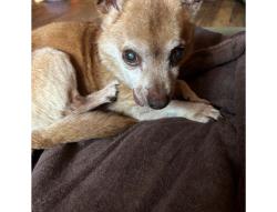 Found/Stray Male Dog last seen Pier Park St Johns Portland Oregon , Portland, OR 97203