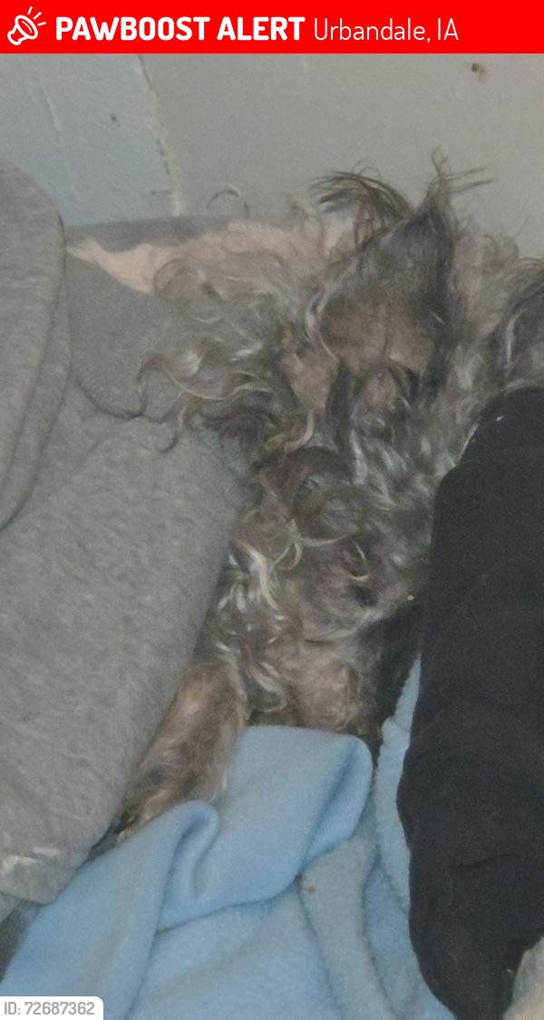 Lost Male Dog last seen Near 68st urbandale Iowa 50322, Urbandale, IA 50322