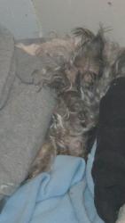 Lost Male Dog last seen Near 68st urbandale Iowa 50322, Urbandale, IA 50322