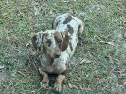 Lost Male Dog last seen Holly Tree Dr and Pitcairn.  Brooksville, Fl, Brooksville, FL 34613