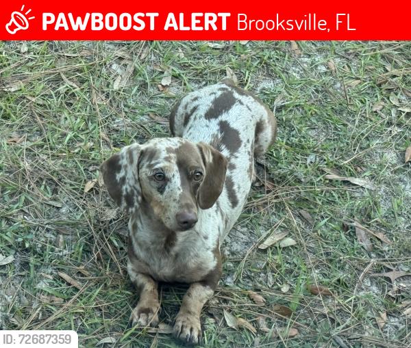 Lost Male Dog last seen Holly Tree Dr and Pitcairn.  Brooksville, Fl, Brooksville, FL 34613