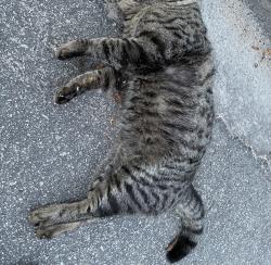 Found/Stray Male Cat last seen Palmetto commerce, closer to the ladson side , North Charleston, SC 29420