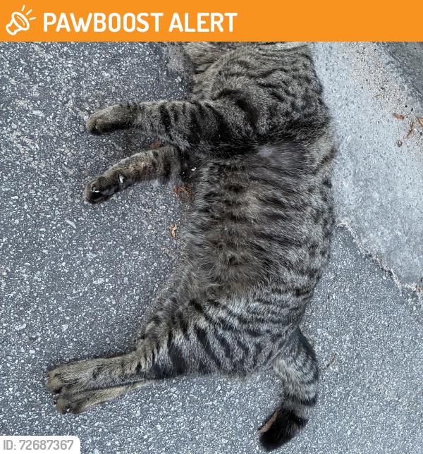 Found/Stray Male Cat last seen Palmetto commerce, closer to the ladson side , North Charleston, SC 29420