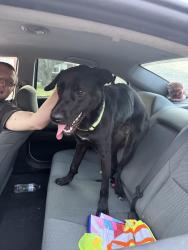 Lost Female Dog last seen Pollack ave, Evansville, IN 47714