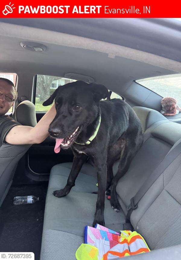 Lost Female Dog last seen Pollack ave, Evansville, IN 47714