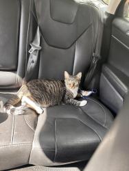 Lost Male Cat last seen Louisville tn, Maryville, TN 37804