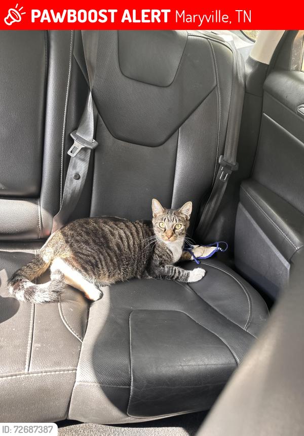 Lost Male Cat last seen Louisville tn, Maryville, TN 37804