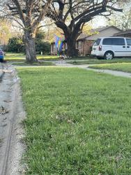Found/Stray Unknown Dog last seen Crescent and Hillcrest, Denton, TX 76201