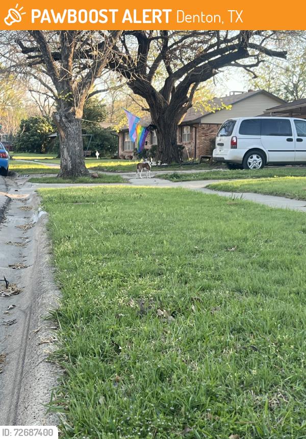 Found/Stray Unknown Dog last seen Crescent and Hillcrest, Denton, TX 76201