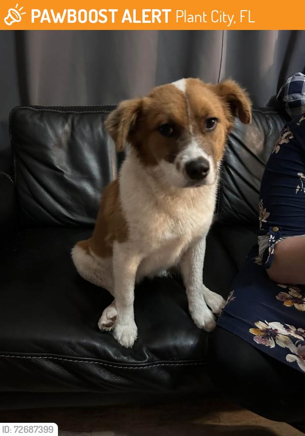Found/Stray Female Dog last seen Marathon on MLK and Forbes, Plant City, FL 33566