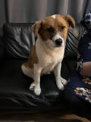 Found/Stray Female Dog last seen Marathon on MLK and Forbes, Plant City, FL 33566