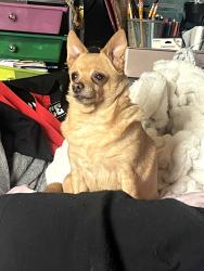 Lost Female Dog last seen Cedrus and Ilex , Louisville, KY 40219