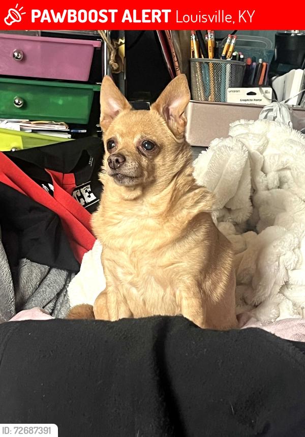 Lost Female Dog last seen Cedrus and Ilex , Louisville, KY 40219