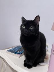 Lost Female Cat last seen Haddon Avenue Elementary School, Los Angeles, CA 91331