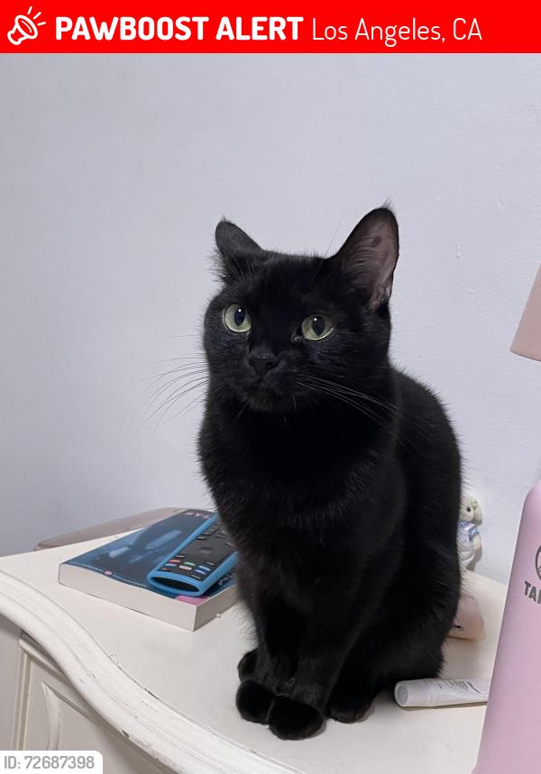 Lost Female Cat last seen Haddon Avenue Elementary School, Los Angeles, CA 91331