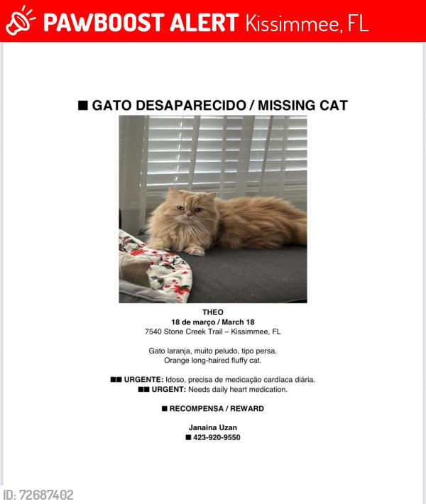 Lost Male Cat last seen Lake Wilson , Kissimmee, FL 34747