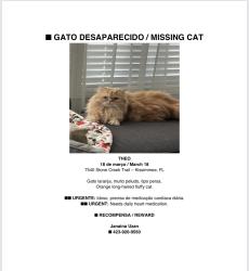 Lost Male Cat last seen Lake Wilson , Kissimmee, FL 34747