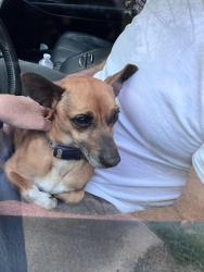 Found/Stray Male Dog last seen Knox rd, ambling drive, Gibsonville, NC 27249