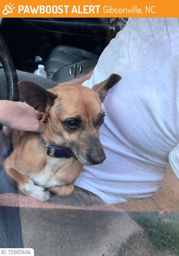 Found/Stray Male Dog last seen Knox rd, ambling drive, Gibsonville, NC 27249