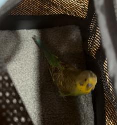 Found/Stray Unknown Bird last seen Caribbean court tequesta , Tequesta, FL 33469