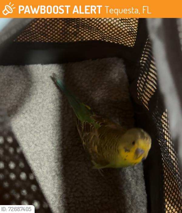 Found/Stray Unknown Bird last seen Caribbean court tequesta , Tequesta, FL 33469