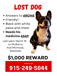 Lost Male Dog last seen Mulberry and Montoya, Westside El Paso, El Paso, TX 79932