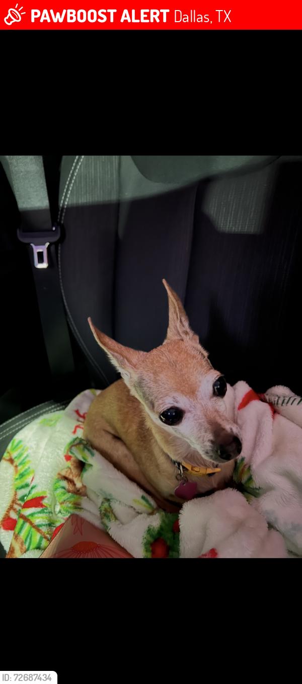 Lost Female Dog last seen Buckner and John West, Dallas, TX 75228