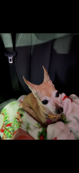 Lost Female Dog last seen Buckner and John West, Dallas, TX 75228