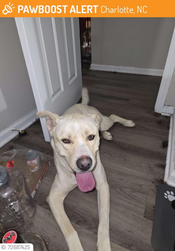 Found/Stray Male Dog last seen Brookshire , Charlotte, NC 28208