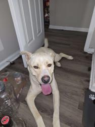 Found/Stray Male Dog last seen Brookshire , Charlotte, NC 28208