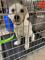 Lost Male Dog last seen Near county road 9 by Dilworth fire department , Dilworth, MN 56529