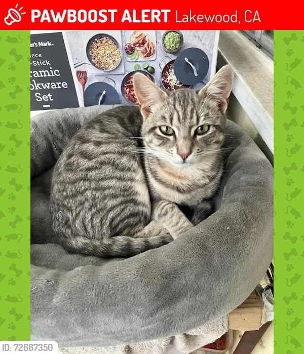Lost Male Cat last seen Coke Ave/ Arabella Street, Long Beach, Lakewood, CA 90712