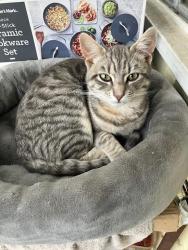 Lost Male Cat last seen Coke Ave/ Arabella Street, Long Beach, Lakewood, CA 90712