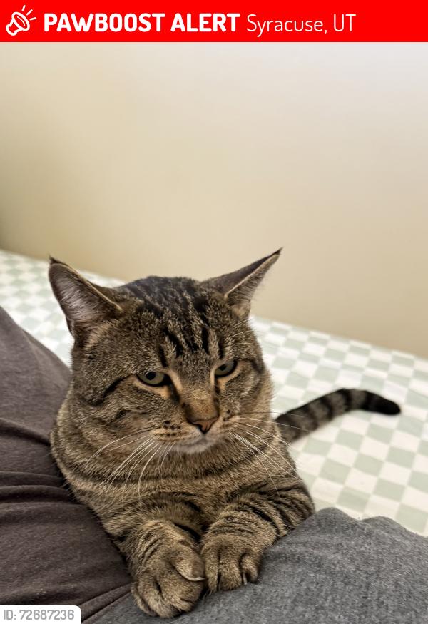Lost Male Cat last seen near Fremont Crest Ave in Syracuse, Syracuse, UT 84075