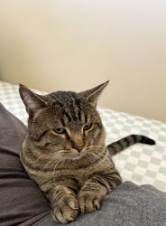 Lost Male Cat last seen near Fremont Crest Ave in Syracuse, Syracuse, UT 84075