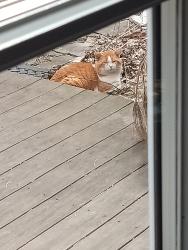Found/Stray Unknown Cat last seen Long Lake and Coolidge, Troy, MI 48098
