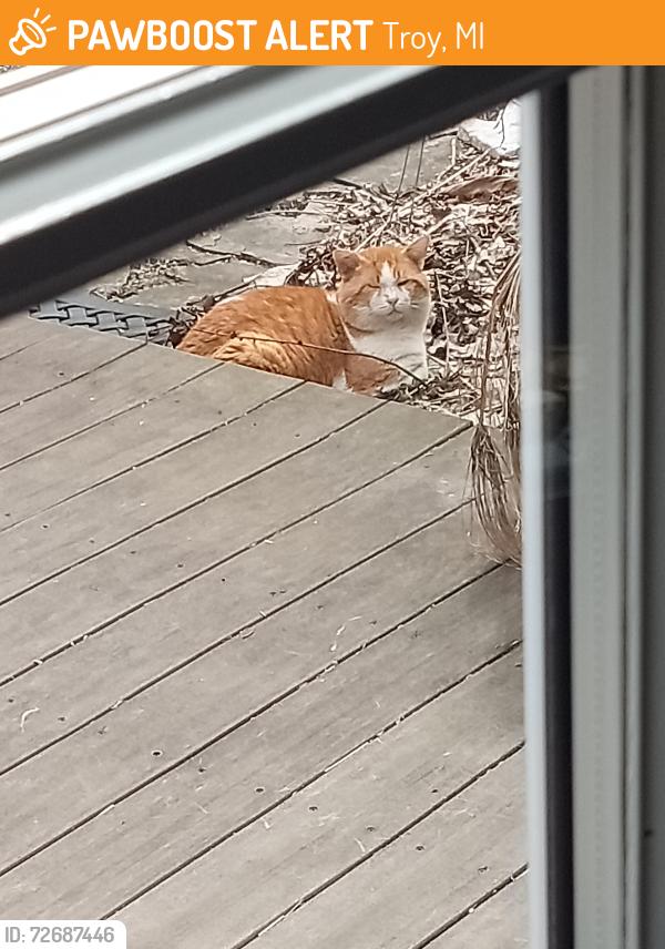 Found/Stray Unknown Cat last seen Long Lake and Coolidge, Troy, MI 48098