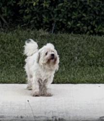 Found/Stray Unknown Dog last seen Near to cementary village by the sea community , Delray Beach, FL 33483