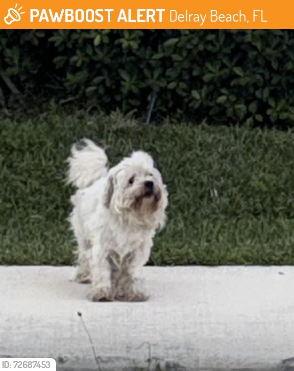 Found/Stray Unknown Dog last seen Near to cementary village by the sea community , Delray Beach, FL 33483