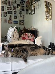 Lost Male Cat last seen Keween ave and telfair, Los Angeles, CA 91331