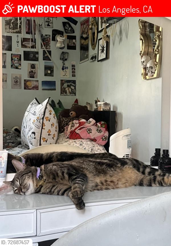Lost Male Cat last seen Keween ave and telfair, Los Angeles, CA 91331