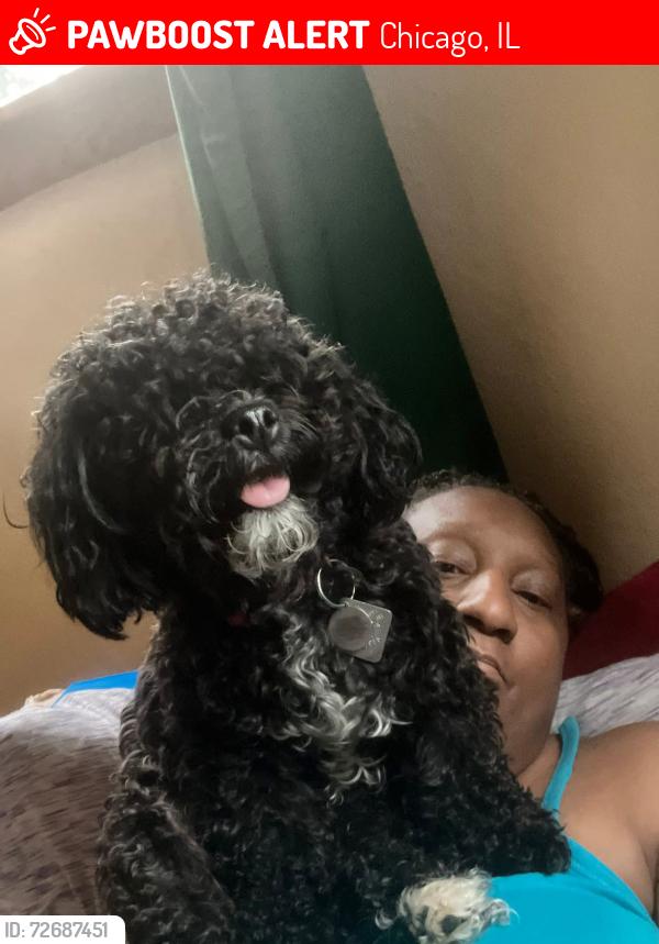 Lost Female Dog last seen 85th Street and Ashland Avenue , Chicago, IL 60620