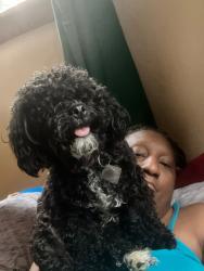 Lost Female Dog last seen 85th Street and Ashland Avenue , Chicago, IL 60620