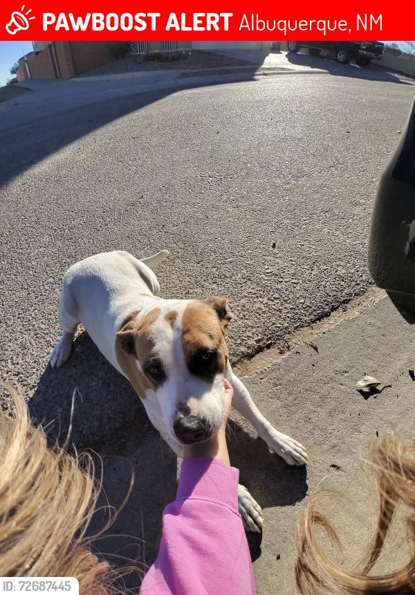 Lost Female Dog last seen Delgado and Crandall Rd SW, Albuquerque, NM 87121