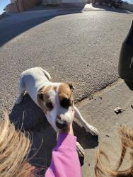 Lost Female Dog last seen Delgado and Crandall Rd SW, Albuquerque, NM 87121
